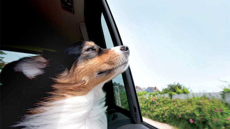 Collie enjoying a ride in the car.