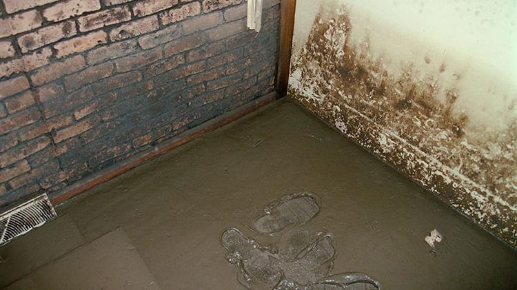 地下室墙壁上的霉菌.